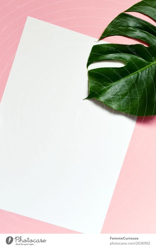 White sheet of paper & the leaf of a monstera on pink background Natur Fensterblätter Blatt weiß rosa grün Design leer Pflanze Pflanzenteile Grünpflanze
