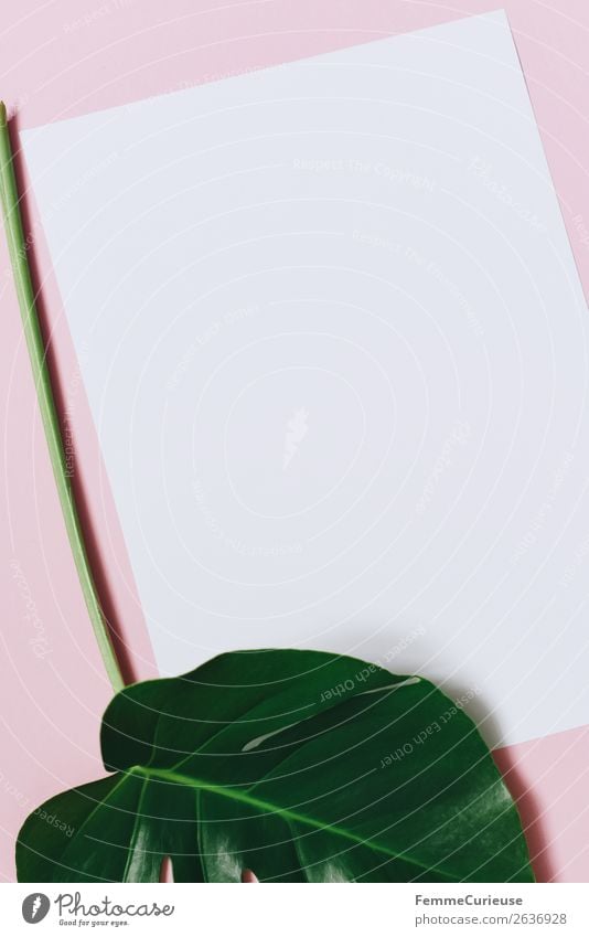 White sheet of paper & the leaf of a monstera on pink background Natur Kreativität Design ästhetisch Fensterblätter Blatt Stengel Pflanze Pflanzenteile