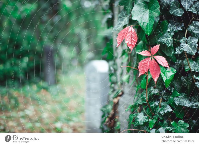 rot auf grün Natur Wassertropfen Herbst Regen Pflanze Efeu Blatt Wildpflanze Wilder Wein Garten Park Friedhof Stein einzigartig natürlich Einsamkeit Ende