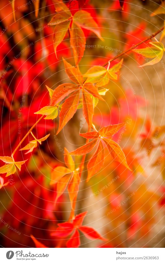 wilder wein in Herbstfarben Natur Pflanze Mauer Wand rosa rot Wilder Wein Blätter verfärbt gelb herbstlich bunt strahlend sonnig leuchtend Jahreszeit Farbfoto