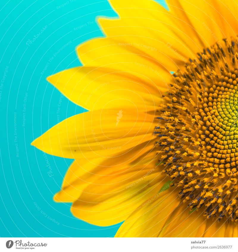 Sonnengruß Umwelt Sommer Pflanze Blume Blüte Nutzpflanze Sonnenblume Garten Blühend Duft ästhetisch positiv schön Wärme blau gelb Design Farbe Kontrast