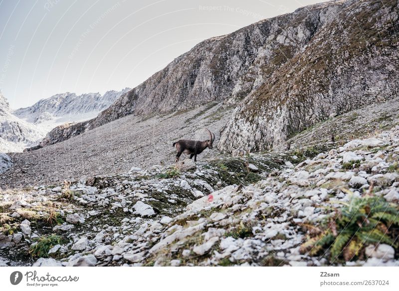 Steinbock | Seescharte am E5 Wanderweg Abenteuer wandern Natur Landschaft Felsen Alpen Berge u. Gebirge 1 Tier Fressen stehen natürlich ruhig Einsamkeit Idylle