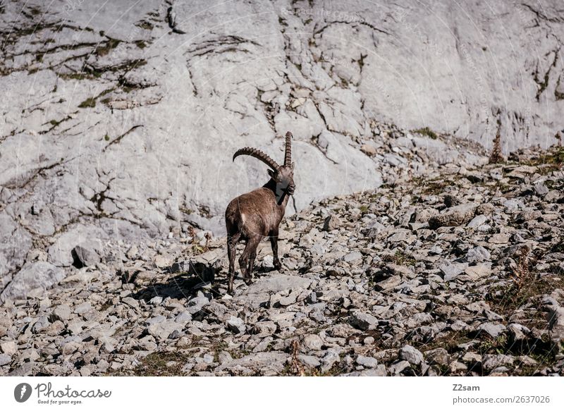 Steinbock | Seescharte Österreich Abenteuer Berge u. Gebirge wandern Natur Landschaft Sommer Schönes Wetter Felsen Alpen Gipfel 1 Tier Fressen stehen Einsamkeit