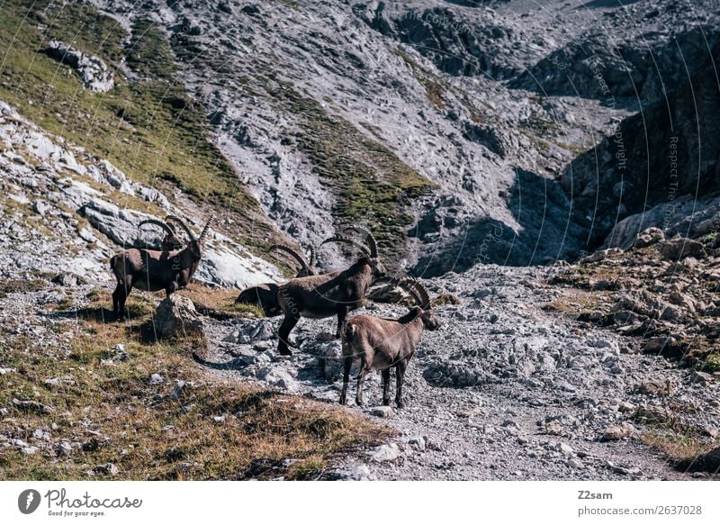 Steinböcke | Seescharte E5 Abenteuer Berge u. Gebirge wandern Natur Landschaft Sommer Felsen Alpen Steinbock 4 Tier Herde Fressen stehen ruhig Einsamkeit Idylle