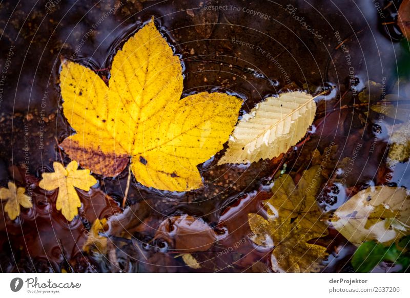 Herbstblätter im Bach Ferien & Urlaub & Reisen Tourismus Ausflug Abenteuer wandern Umwelt Natur Landschaft Pflanze Tier Wasser schlechtes Wetter Blatt