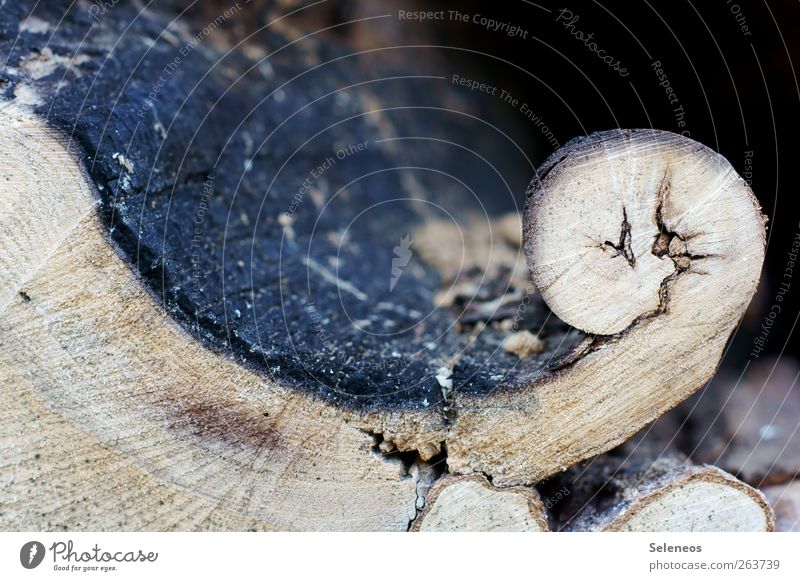 wo gehobelt wird Umwelt Natur Pflanze Holz natürlich Baumstamm Baumrinde verdreht Farbfoto Außenaufnahme Nahaufnahme Detailaufnahme abstrakt Muster