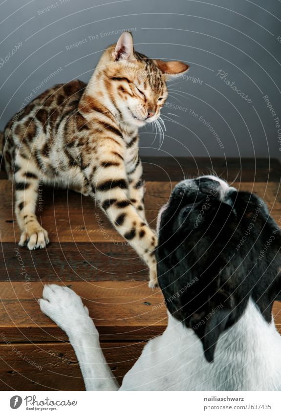 Cat & Dog Tier Haustier Hund Katze Boston Terrier bengal Katze 2 Tisch Holztisch Kommunizieren Konflikt & Streit Aggression frech listig lustig natürlich