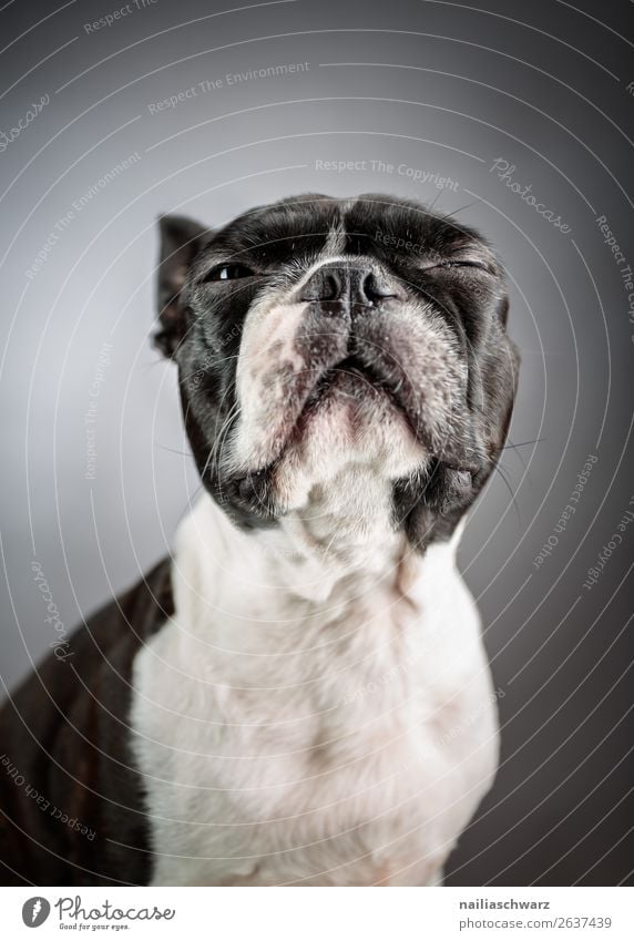 Fina - Boston Terrier elegant Stil Tier Haustier Hund Tiergesicht 1 Denken genießen Blick Freundlichkeit Fröhlichkeit schön natürlich niedlich schwarz weiß