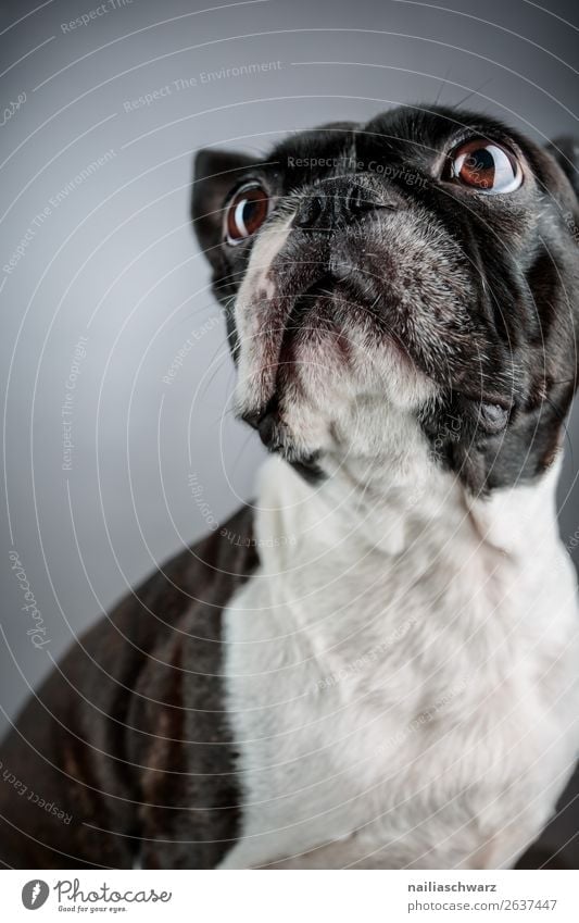 Boston Terrier Tier Haustier Hund Tiergesicht Französische Bulldogge 1 beobachten entdecken Blick sitzen elegant frech schön lustig Neugier niedlich schwarz