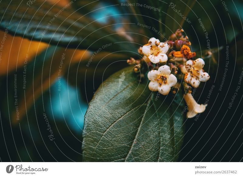 Nahaufnahme von kleinen weißen Blüten von Viburnum tinus in der Natur Medikament Garten Dekoration & Verzierung Umwelt Pflanze Frühling Blume Sträucher Blatt