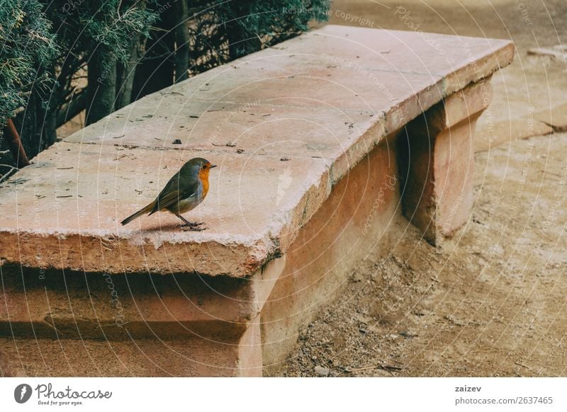 Nahaufnahme eines kleinen Vogels auf einer Steinbank im Park Garten Geldinstitut Sänger Natur Tier Baum Wald Felsen niedlich wild braun rot Farbe