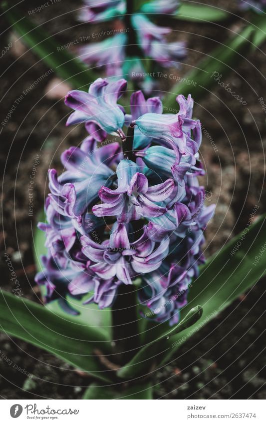 Nahaufnahme eines Blütenstandes mit blauen und lilafarbenen Blüten einer Hyazinthus orientalis schön Sommer Garten Dekoration & Verzierung Gartenarbeit Natur