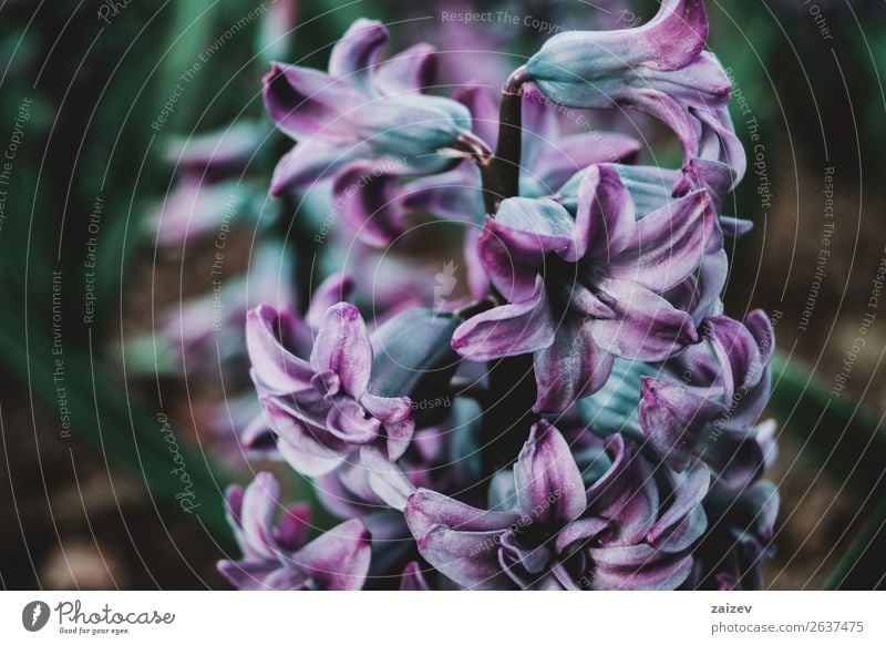 Nahaufnahme eines Blütenstandes mit blauen und lilafarbenen Blüten einer Hyazinthus orientalis schön Sommer Garten Dekoration & Verzierung Gartenarbeit Natur