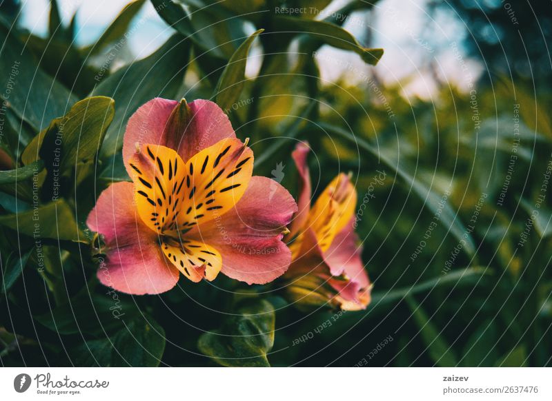 Nahaufnahme einer gelben und rosa Blüte von Alstroemeria aurea. Kräuter & Gewürze schön Sommer Garten Gartenarbeit Natur Pflanze Blume hell klein natürlich