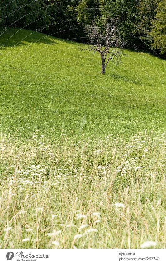 Einer geht noch! ruhig Umwelt Natur Landschaft Frühling Schönes Wetter Baum Gras Wiese ästhetisch stagnierend Wandel & Veränderung Wachstum grünen Farbfoto