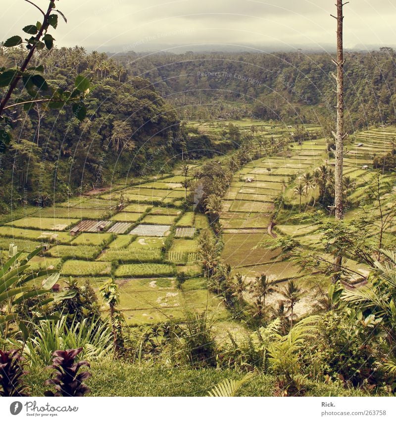 .Balis Reisfelder Ferien & Urlaub & Reisen Tourismus Ausflug Abenteuer Ferne Umwelt Natur Landschaft Pflanze Urelemente Luft Wasser Nutzpflanze exotisch Feld