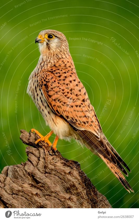 Schönes Profil eines Turmfalken in der Natur schön Tier Vogel beobachten natürlich wild braun grün weiß Falken Tierwelt allgemein Raptor Beute Falco Tinnunculus