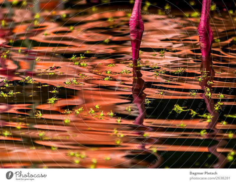 Think Pink Tier Wasser Blatt Insel See Vogel Flamingo Schwimmen & Baden außergewöhnlich grün rosa Wellen Blütenknospen Beine Farbfoto Außenaufnahme Experiment