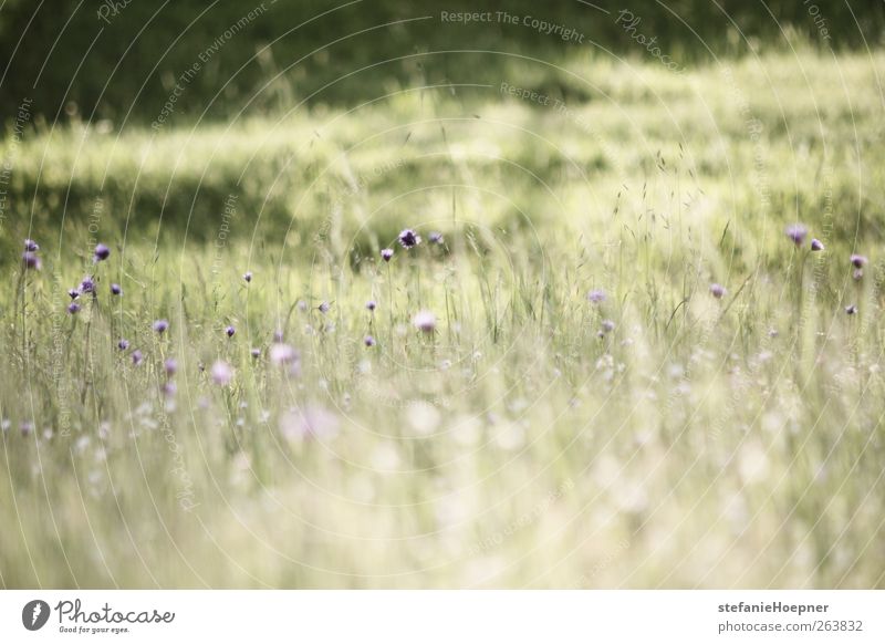 spring colors harmonisch Umwelt Natur Pflanze Frühling Schönes Wetter Blume Wiese Blühend wandern grün violett Lebensfreude Frühlingsgefühle Farbfoto