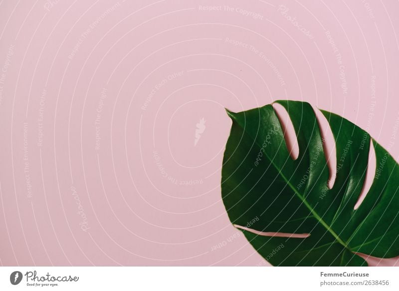 Leaf of a monstera plant on a pink background Natur Kreativität Strukturen & Formen Design rosa grün Fensterblätter Pflanze Pflanzenteile Papier Schreibwaren