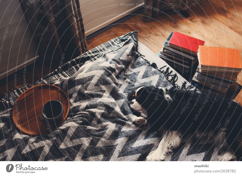 gemütliches Winterheim mit Hund im Bett auf warmer Decke Tee Lifestyle Erholung Freizeit & Hobby lesen Haus Buch Herbst Wärme Hütte Holz schlafen authentisch