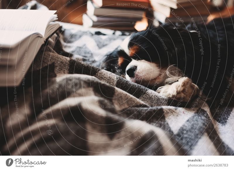gemütliches Winterheim mit Hund im Bett auf warmer Decke Tee Lifestyle Erholung Freizeit & Hobby lesen Haus Buch Herbst Wärme Hütte Holz schlafen authentisch