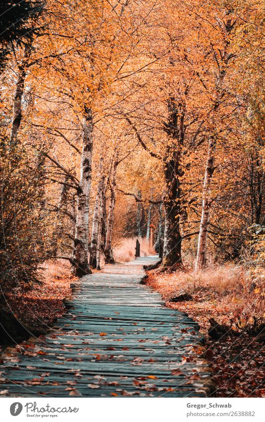Herbstwege in der Rhön Natur Landschaft Pflanze Tier Blume Abenteuer Moor Holzweg Baum Farbfoto mehrfarbig Außenaufnahme Menschenleer Tag Licht Schatten