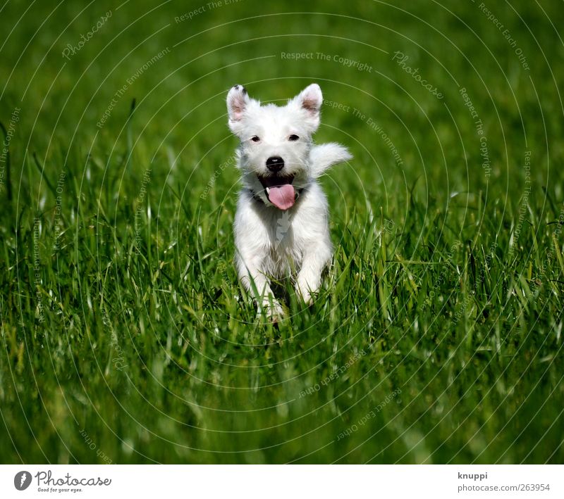 Frostie II Natur Sonnenlicht Sommer Gras Wiese Tier Haustier Hund 1 Tierjunges Bewegung rennen Gesundheit niedlich sportlich wild grün weiß Lebensfreude