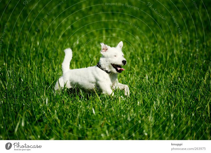 Frostie III Natur Sonnenlicht Sommer Schönes Wetter Pflanze Gras Wiese Feld Tier Haustier Hund 1 Tierjunges Bewegung rennen sportlich frech Freundlichkeit