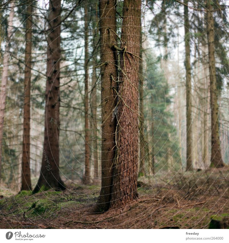 never alone Umwelt Natur Frühling Herbst Baum Sträucher Moos Blatt Grünpflanze Nutzpflanze Park Wiese Wald Holz berühren stehen braun Kraft Macht Leidenschaft