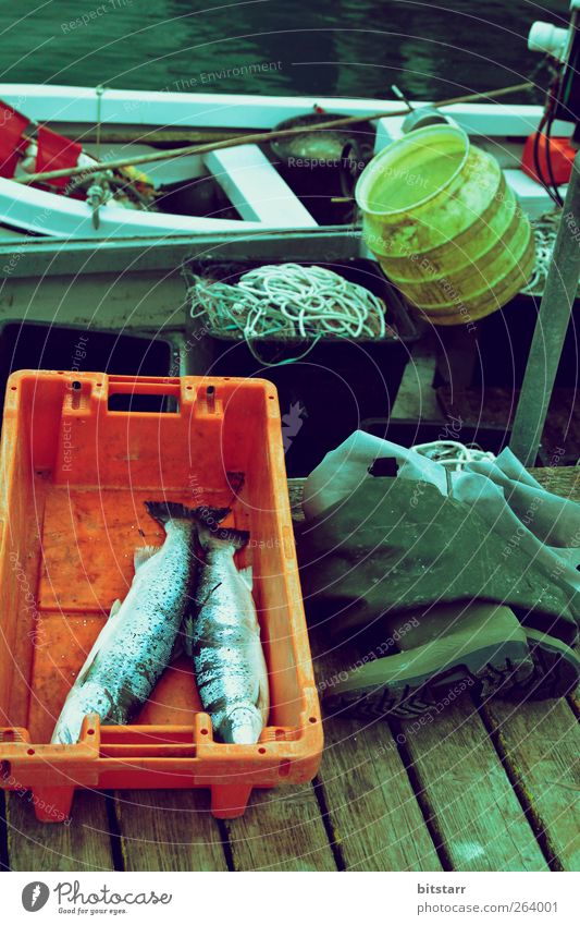 Schmaler Fang Lebensmittel Arbeitsplatz Wasser Küste Ostsee See Schifffahrt Fischerboot Hafen Gummistiefel Tier Totes Tier Arbeit & Erwerbstätigkeit fangen