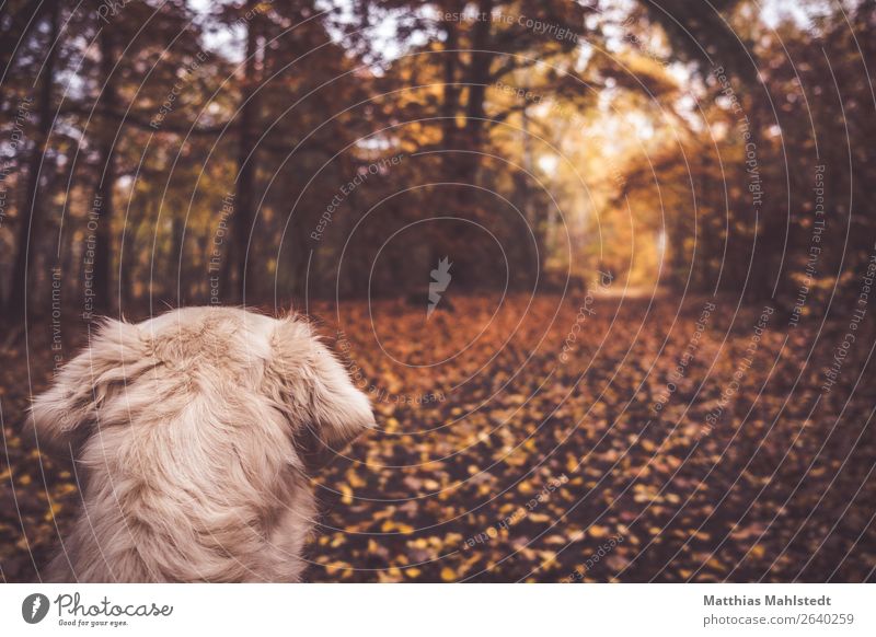 Waldblick Landschaft Herbst Tier Haustier Hund Fell Golden Retriever 1 beobachten Blick kuschlig natürlich weich braun Zufriedenheit Vorfreude Tierliebe ruhig