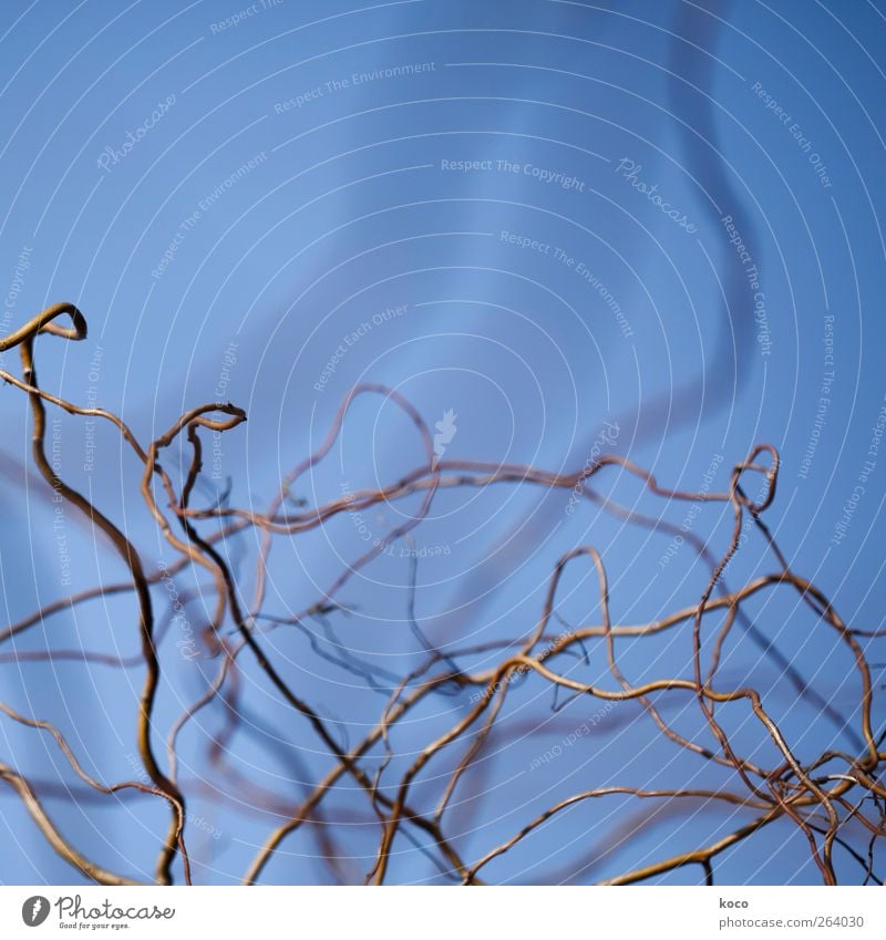 Lebenslinien Umwelt Natur Pflanze Himmel Baum Sträucher Zweig Ranke Holz Linie Netzwerk dünn einfach trocken blau braun chaotisch Wandel & Veränderung Farbfoto