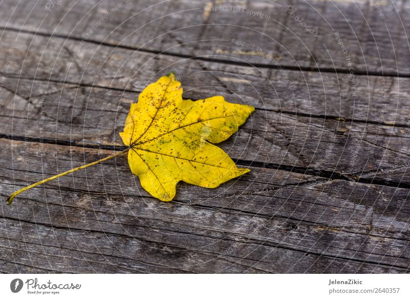 Gelbes Blatt auf dem Holzbrett Design Dekoration & Verzierung Tapete Umwelt Natur Pflanze Herbst Baum Wald Sammlung Rost alt hell natürlich braun gelb gold