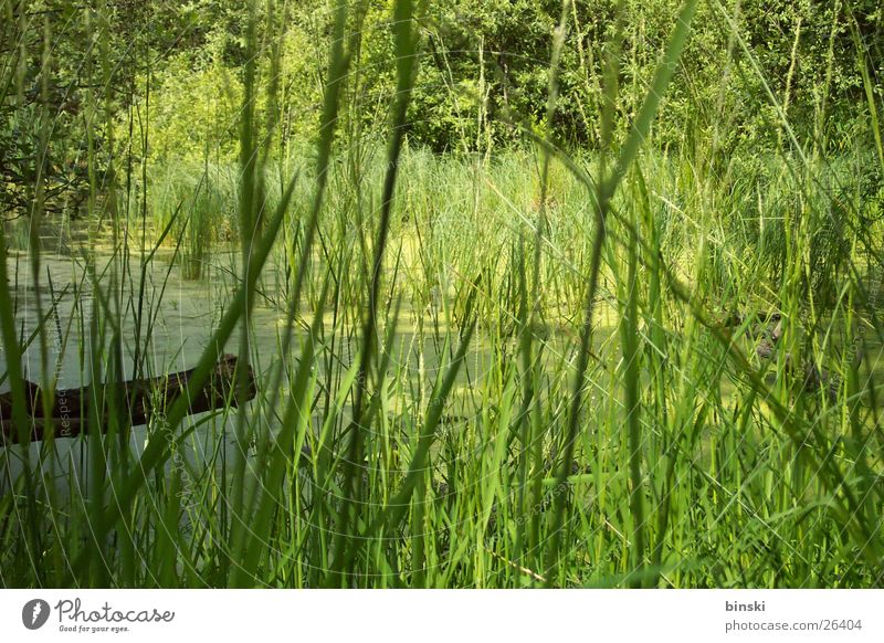 Schilf Teich Schilfrohr Steg