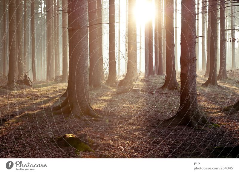 tann Umwelt Natur Landschaft Pflanze Sonne Sonnenaufgang Sonnenuntergang Frühling Sommer Klima Schönes Wetter Baum Fichte Tanne Nadelwald Baumstamm Wald frisch