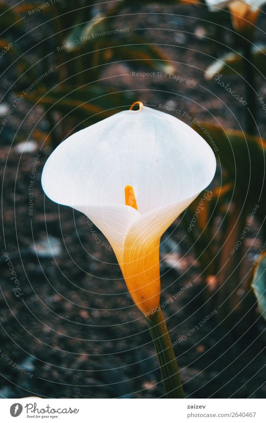 Nahaufnahme einer weißen und eleganten Zantedeschia-Blüte schön Duft Sommer Garten Tapete Gartenarbeit Umwelt Natur Pflanze Blume dunkel gelb rein