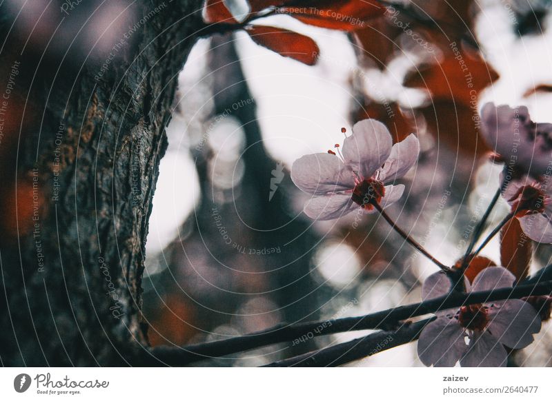 Nahaufnahme der kleinen hellrosa Blüten von Prunus cerasifera schön Garten Dekoration & Verzierung Natur Pflanze Frühling Baum Blume Sträucher Blatt Blühend
