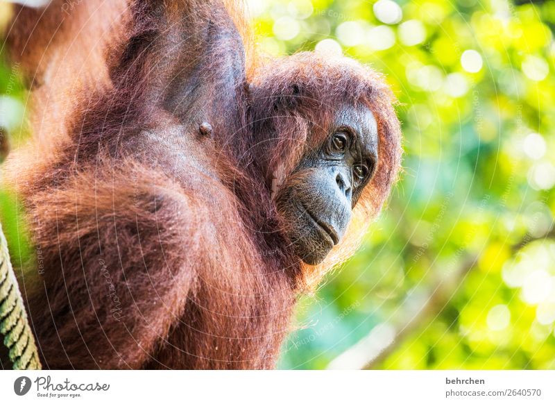 achtsamkeit | tiere beschützen besonders Blatt Baum beeindruckend Natur nachdenklich Nahaufnahme Unschärfe Tierporträt Wildnis Sarawak Menschenleer Kontrast