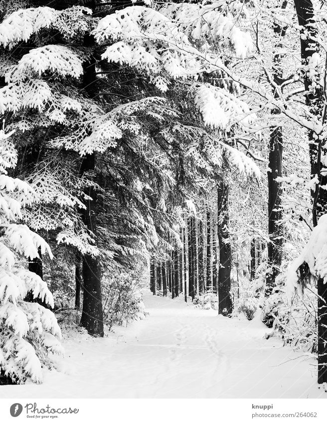 schneebedeckter Waldweg Natur Pflanze Sonne Sonnenlicht Winter Schönes Wetter Schnee Schneefall Baum kalt Schneelandschaft Winterurlaub Waldboden Spuren