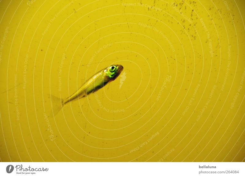 Wenn ich mal groß bin... Natur Wasser Teich See Tier Wildtier Fisch Tiergesicht Schuppen 1 Tierjunges Schwimmen & Baden gelb grün Farbfoto Gedeckte Farben