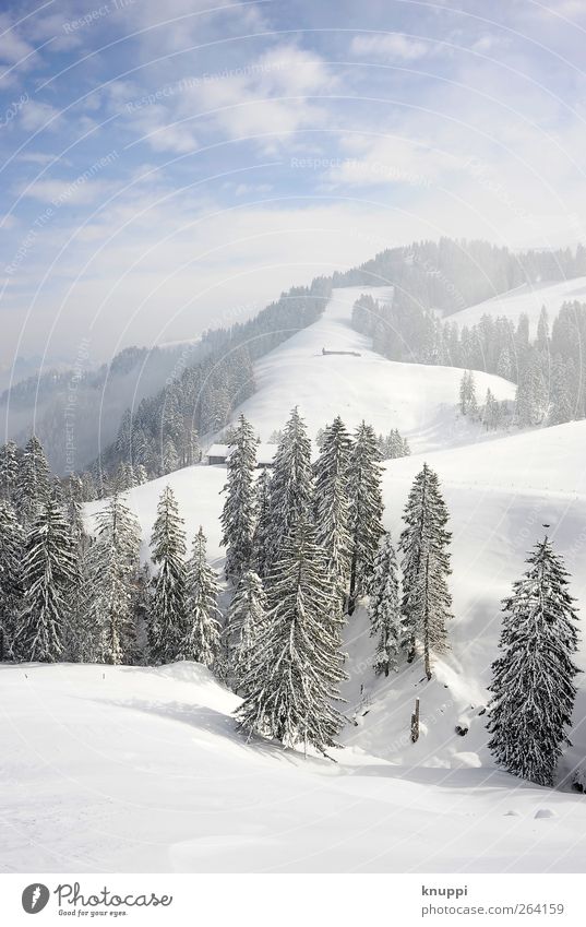 Winter auf der Rigi Umwelt Natur Landschaft Pflanze Himmel Wolken Sonne Sonnenlicht Schönes Wetter Nebel Eis Frost Schnee Baum Wald Hügel Alpen Berge u. Gebirge