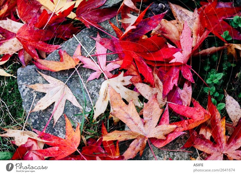 Rotahornblätter auf dem Boden Garten Natur Herbst Moos Blatt Stein Tropfen nass grün rot fallen Ahorn Wasser trocknen gefallen Acer Schwüle Jahreszeiten