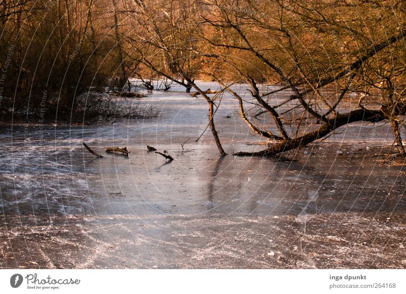 Nordreisender Fluss- Happy Birthday! Umwelt Natur Landschaft Pflanze Urelemente Winter Klima Eis Frost Baum Flussufer kalt Umweltschutz Farbfoto Außenaufnahme