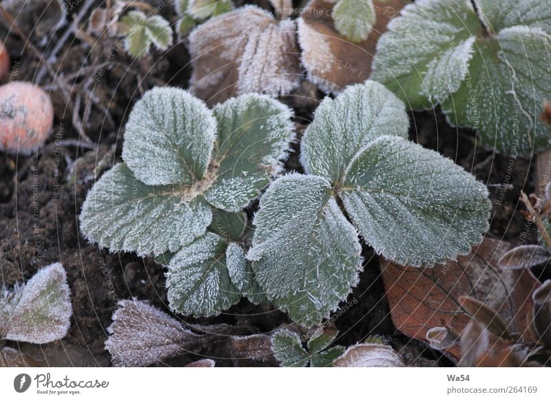 frostig Pflanze Erde Winter Eis Frost Blatt Nutzpflanze Garten Kristalle frieren kalt braun grau grün schwarz silber weiß Natur gefroren harter Boden