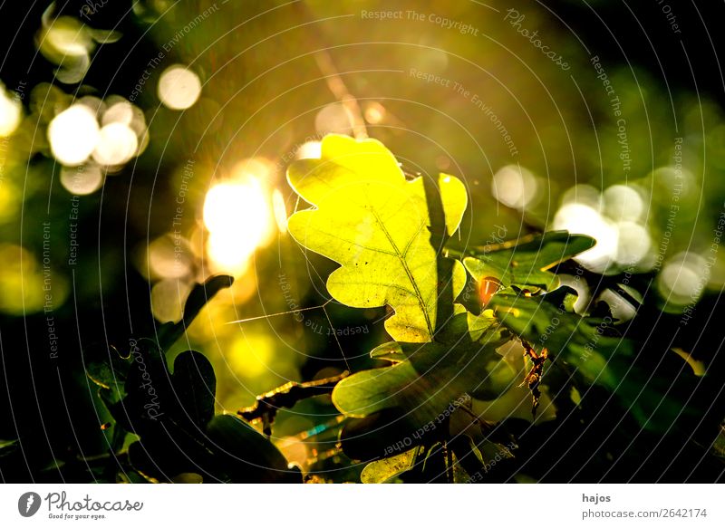 Eichenblatt im Gegenlicht Natur Baum hell grün sonnig strahlend leuchtend bunt herbstlich verfärbt Jahreszeit Wal Sonne romantisch schön Hintergrund unscharf