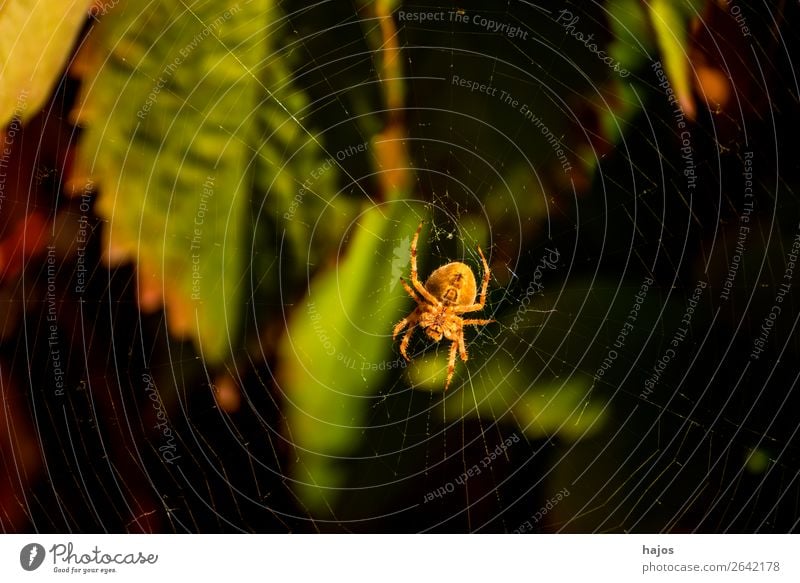 Spinne in ihrem Netz Internet Natur braun Kreuzspinne Radnetzspinne Insekt Nahaufnahme Blatt groß gruselig Fauna Tierwelt lauert Farbfoto Außenaufnahme