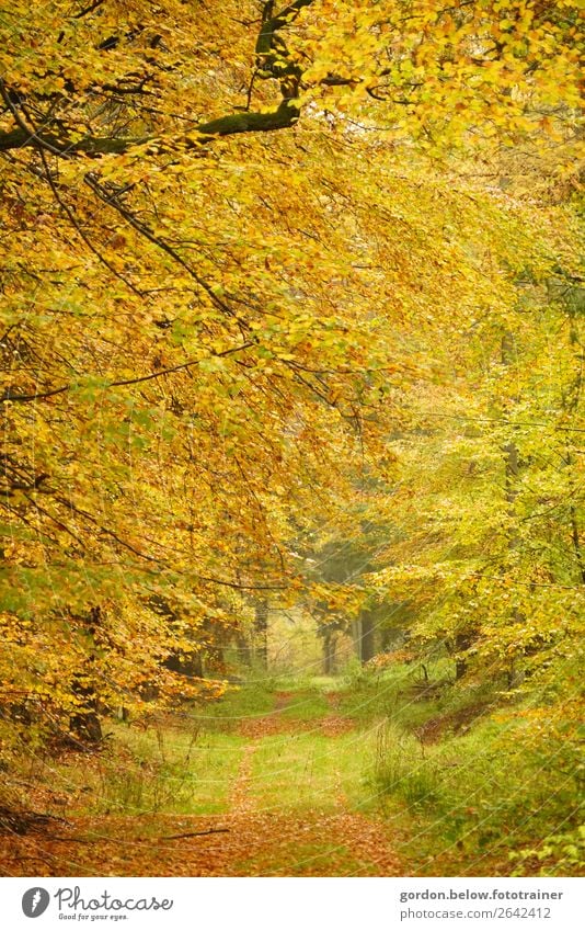 #Herbst/ Wege ins Nichts Umwelt Natur Landschaft Pflanze Erde Baum Gras Sträucher Blatt Wildpflanze Wald entdecken elegant braun gelb grau grün orange schwarz