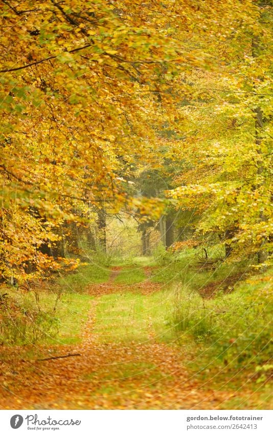 #Herbst elegant Ferien & Urlaub & Reisen wandern Natur Landschaft Pflanze Urelemente Erde Baum Gras Sträucher Blatt Wildpflanze Park Wald Unendlichkeit braun
