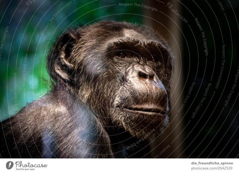 nachdenklicher Schimpanse Natur Tier Klimawandel Berlin Deutschland Europa Wildtier Zoo Schimpansen Bonobo 1 braun grau grün Affen Afrika bedrohlich Einsamkeit